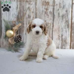 Geneva, Mini Goldendoodle Puppy